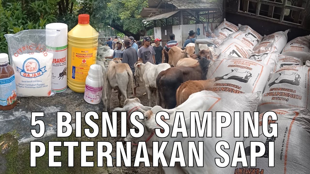 
                                 Pilihan-Bisnis-Peternakan-Sapi